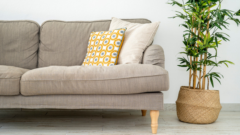 Feng shui couch with bamboo plant