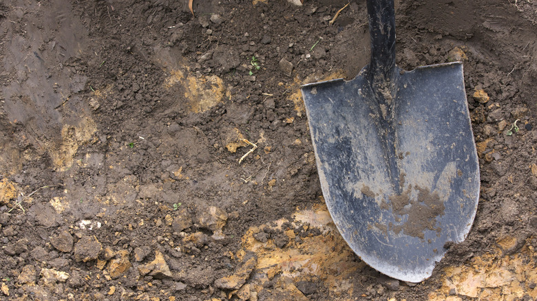 Shovel in dirt