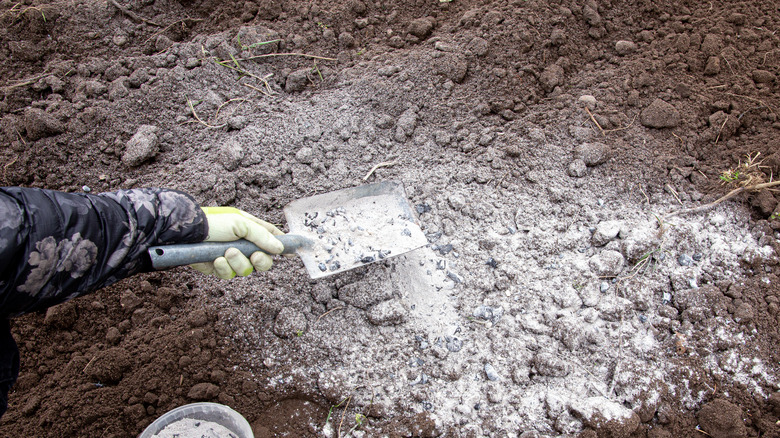 spreading ash on soil