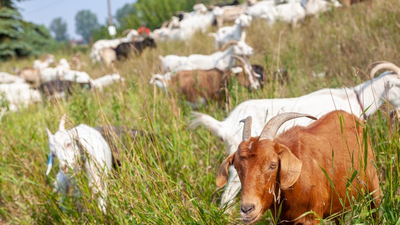 Herd of goats on landscape 
