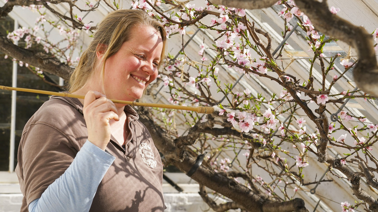 Woman hand pollinating peach blossoms