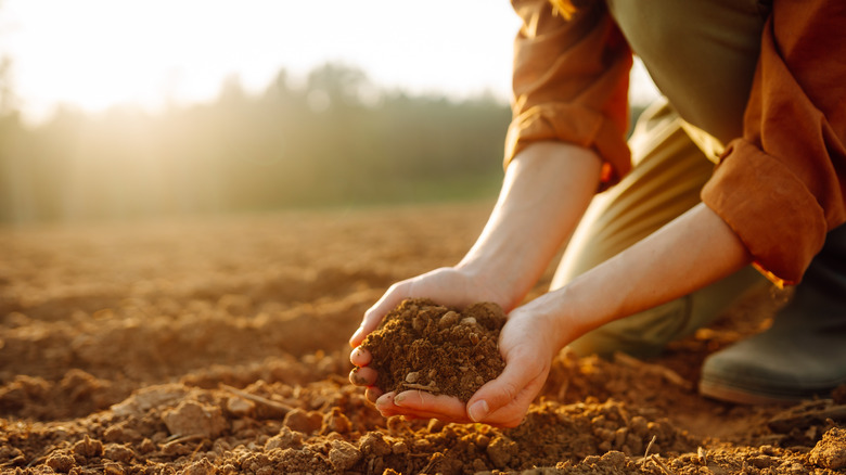 Person holds soil in their hands in a field