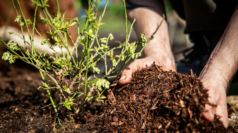 Person spreading mulch around a blueberry plant