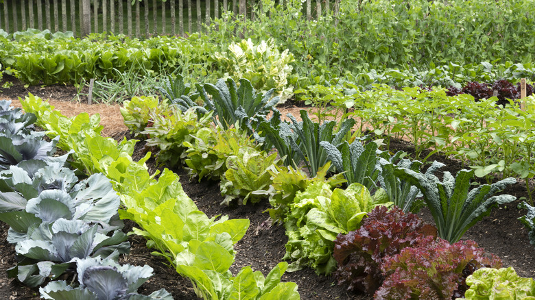 Vegetables planted in rows