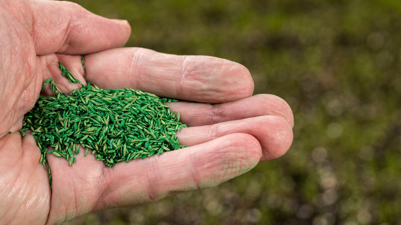 A hand holds lawn seed coated with a green substance.