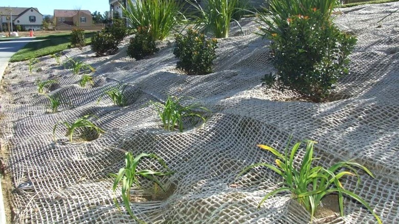 Jute mesh netting and plants