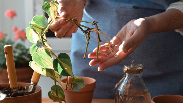 Person holds propagated philodendron