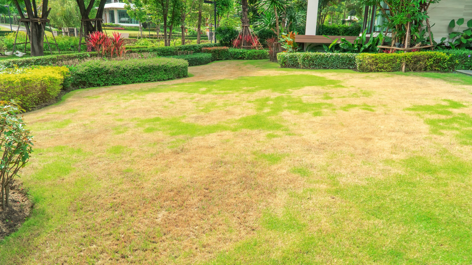 What Is Large Patch Disease And How Do You Treat It In Your Lawn?