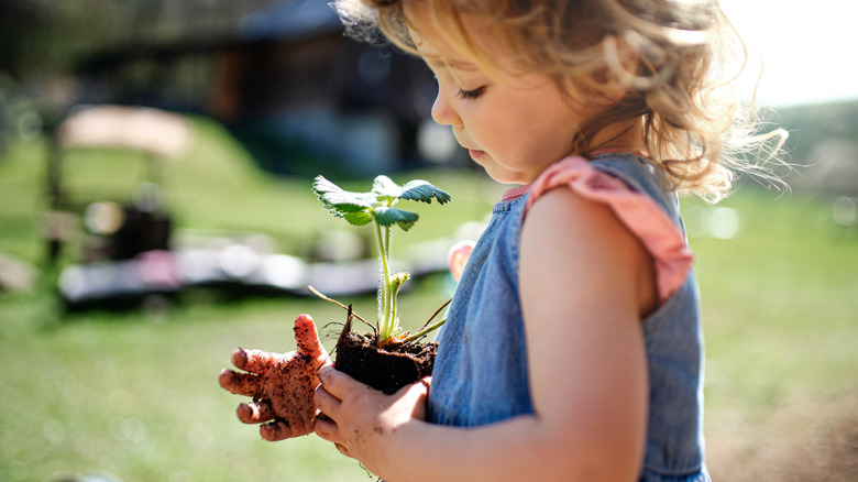 Young girl holding strawberry plant