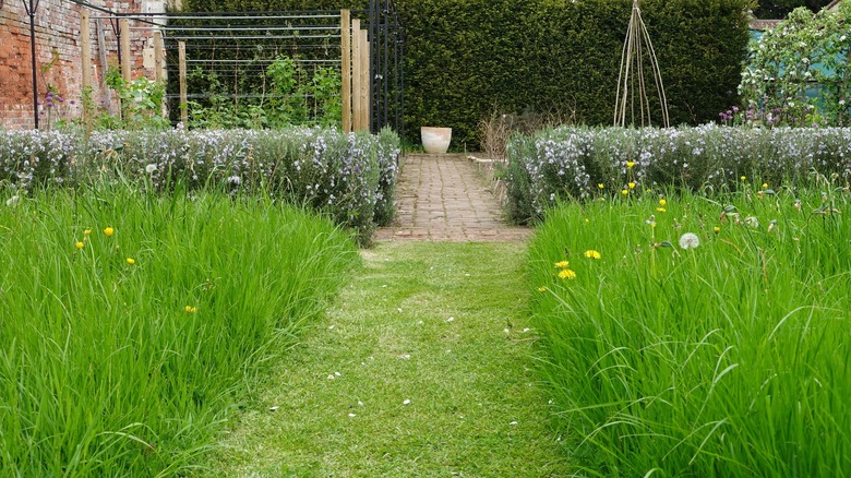 Mowed path leading to garden