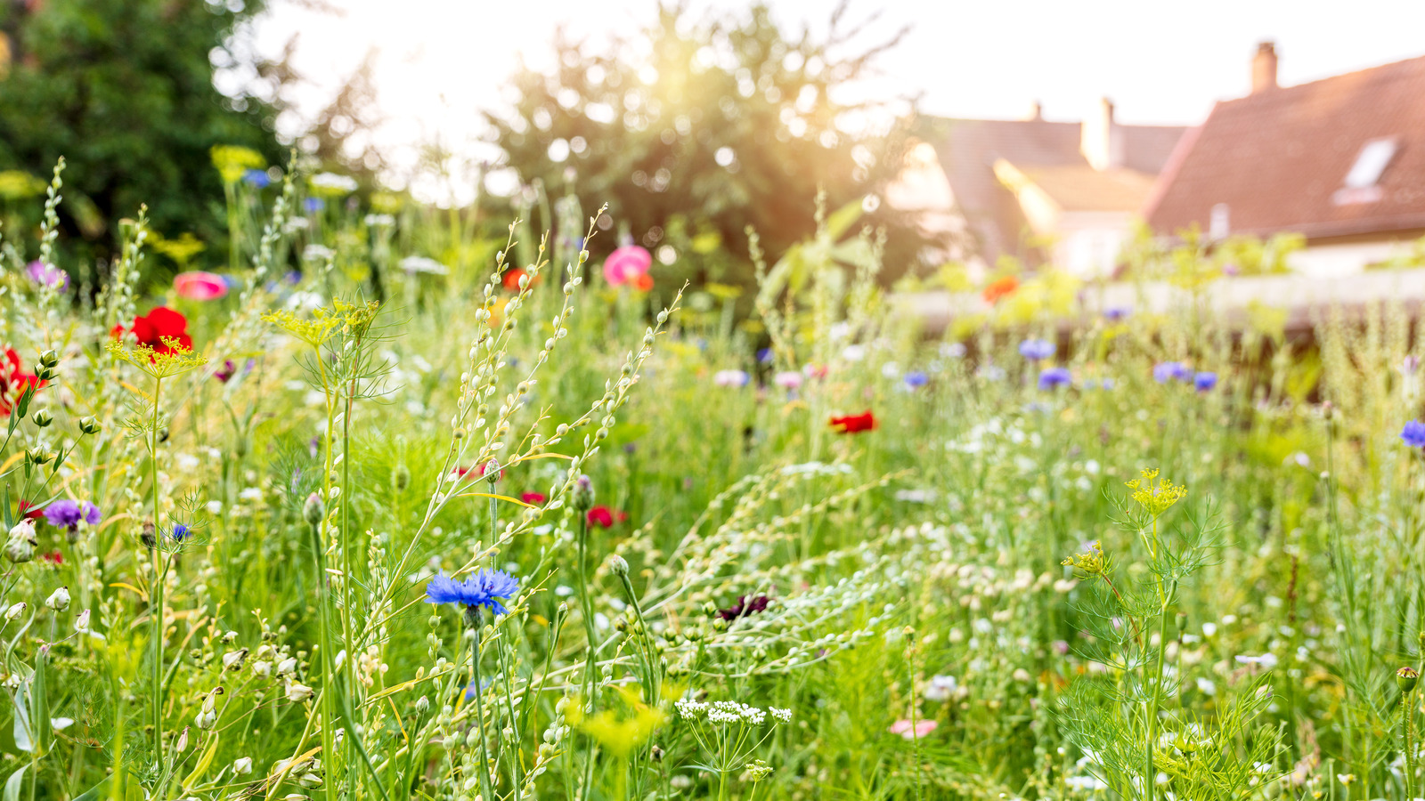 When and How to Plant Wildflower Seeds to Rewild Your Yard