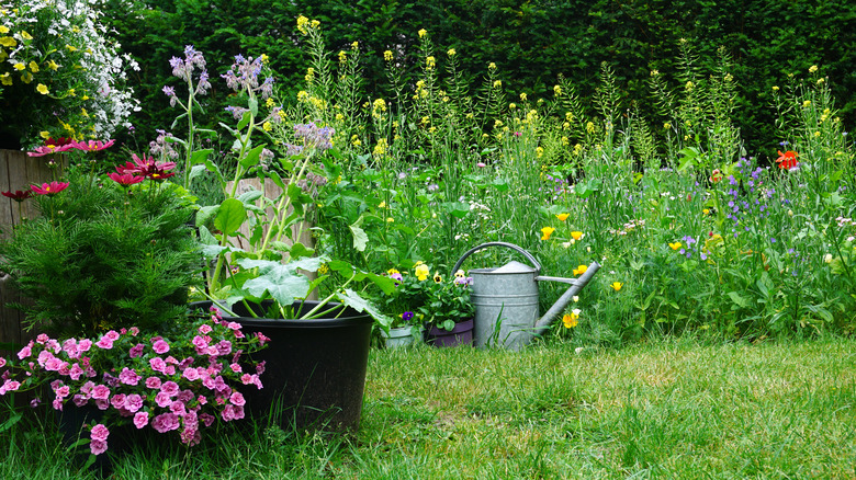 Wildflower garden with watering can