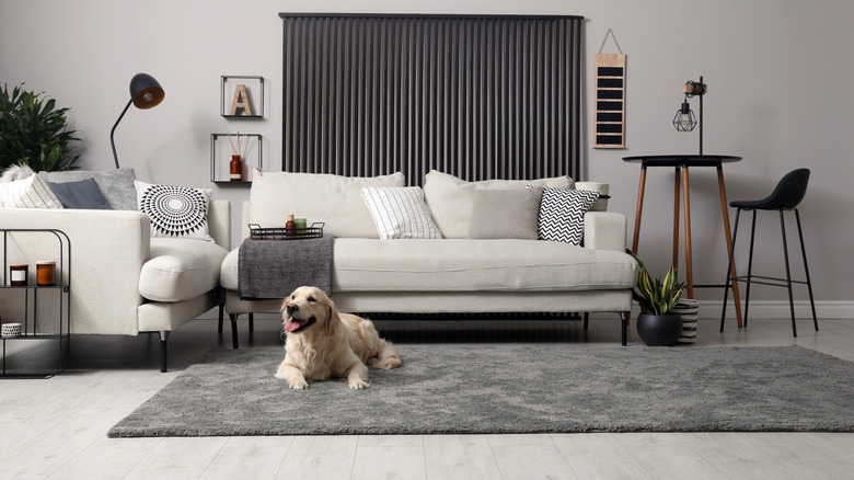 Gray living room with dog