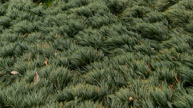 dense mondo grass foliage