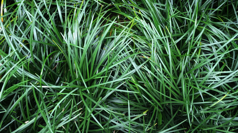 dwarf mondo grass