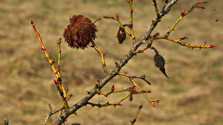 dying rose plant with galls