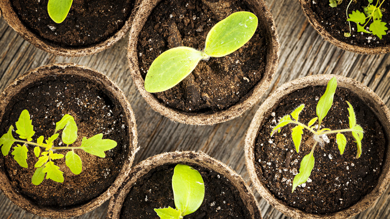 Potted seedlings growing in peat moss