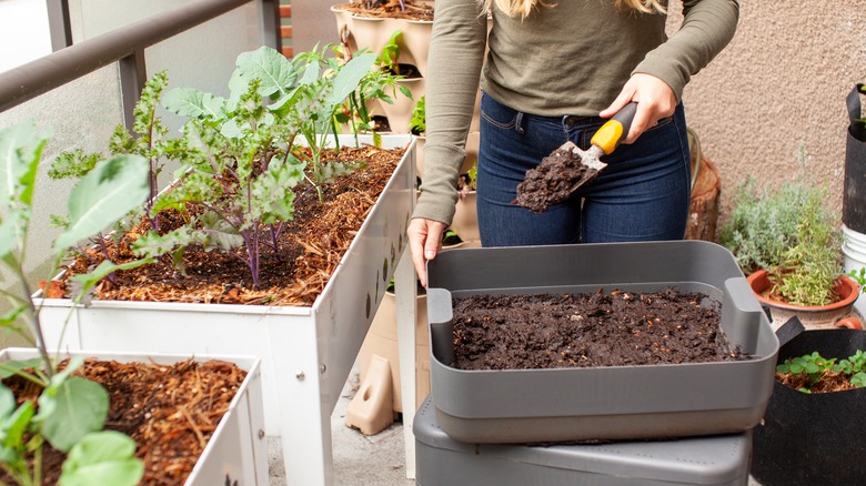 Woman harvesting peat moss