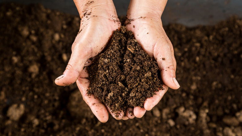 A close up of two hands holding peat moss