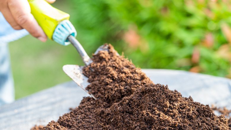 gardener scooping peat moss with a small spade