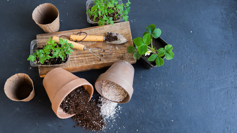 Pots spilling perlite with plants