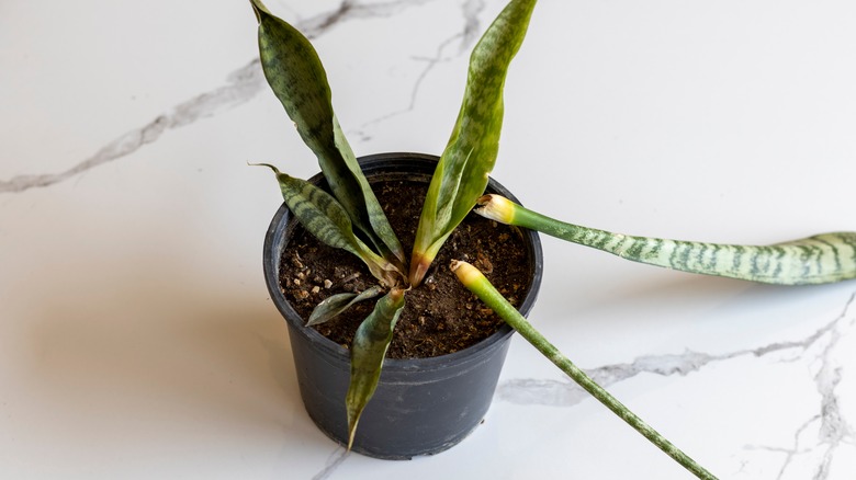 Snake plant with root rot