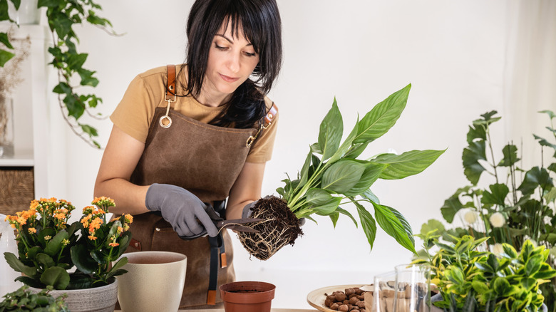 Woman bent over a worktable root-pruning an indoor plant