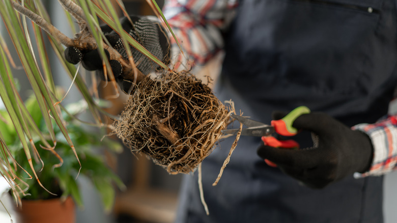 Gloved hands pruning the roots of a houseplant