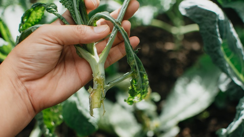 Kale plant with root rot