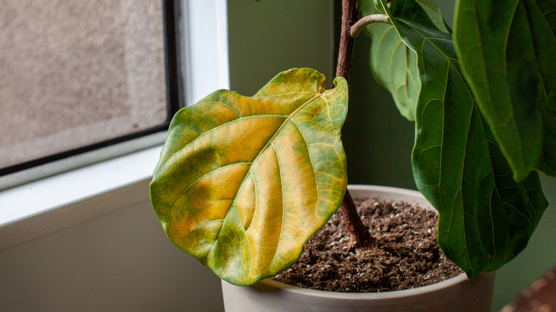 Yellowing fiddle leaf fig plant