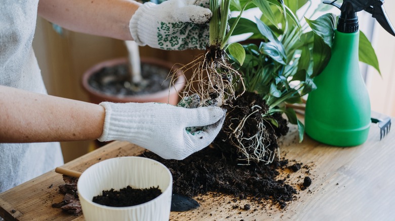 Person repotting houseplant