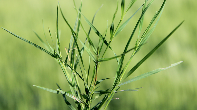 close up saltgrass stalk