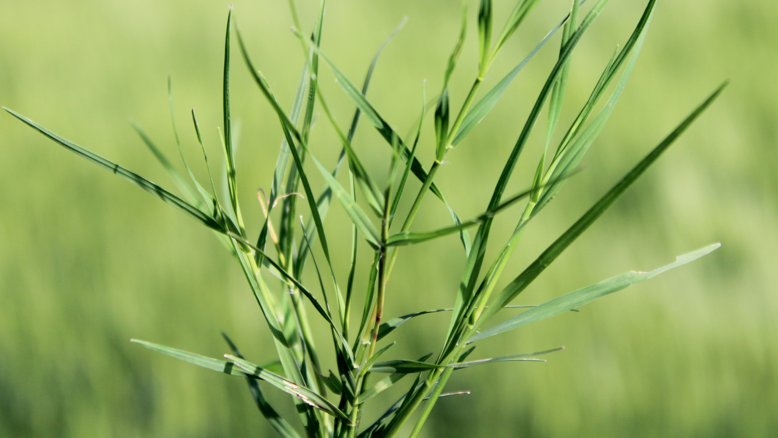 The Pros And Cons Of Growing Saltgrass Near Your Home