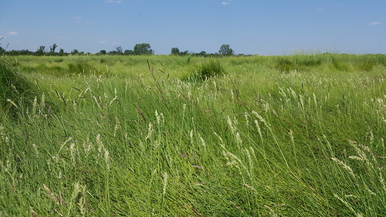 field of saltgrass