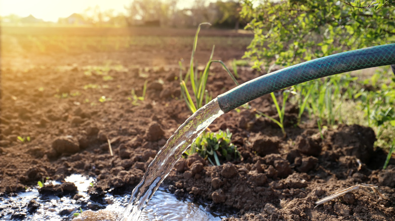 watering plants