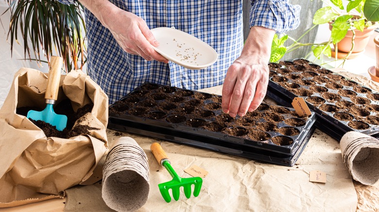 sowing seeds into trays