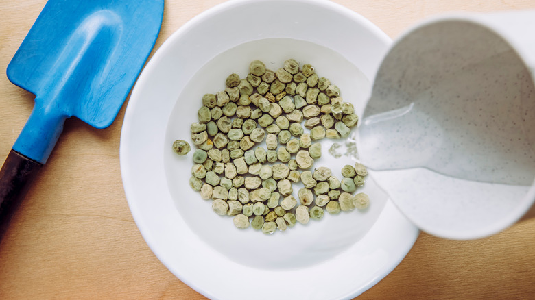 soaking pea seeds in water