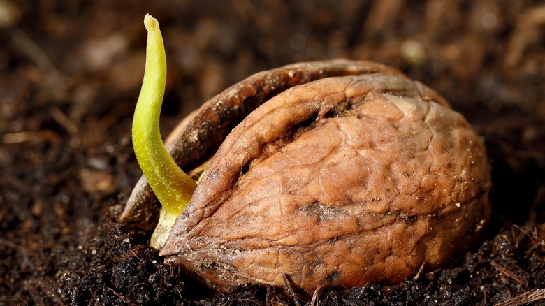 germinated walnut showing cracked shell