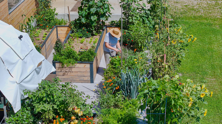 A gardener tends his raised bed garden.