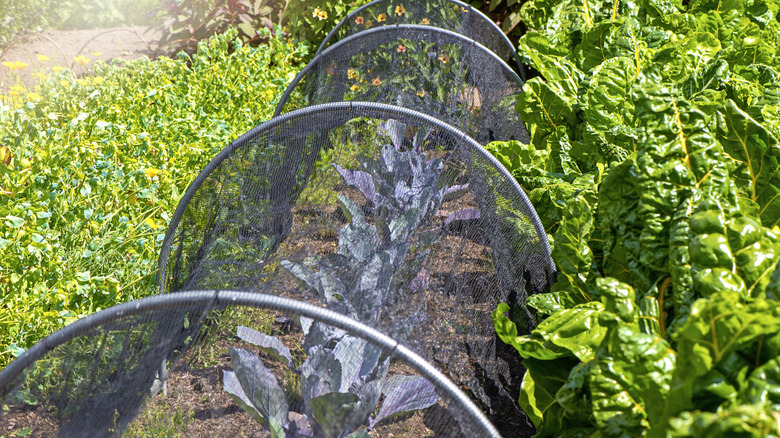 A row of kale is protected by a net structure.