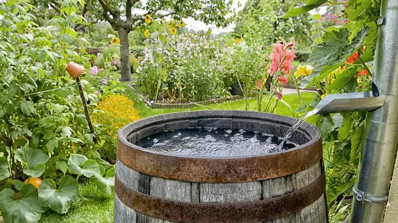 A rain barrel sits in a garden filled with produce and flowers.