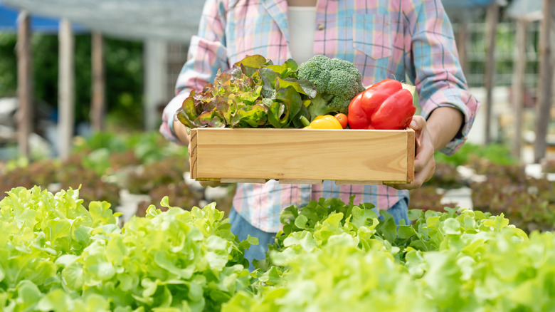 A gardener holds a crate of recently harvested produce.