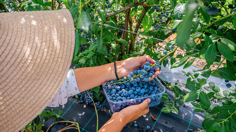 A gardener harvest ripe blueberries from a bush.