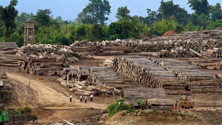 teak logging site in myanmar