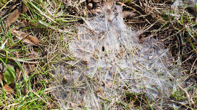 snow mold on grass