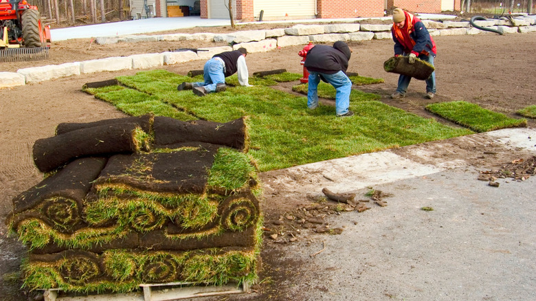 Several people laboring to lay a sod lawn with a pallet of rolled up sod