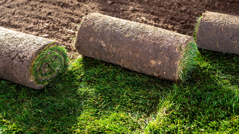 Rolls of sod partially unrolled over bare earth