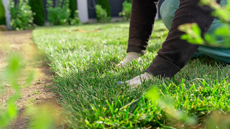 A person laying a thick carpet of sod over their lawn