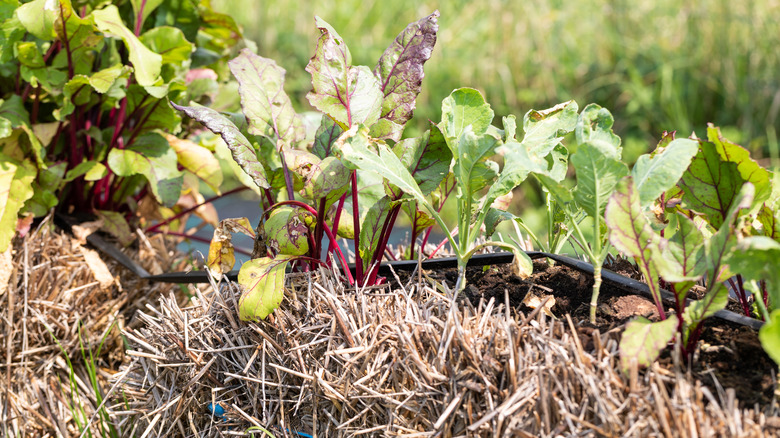 straw bale garden