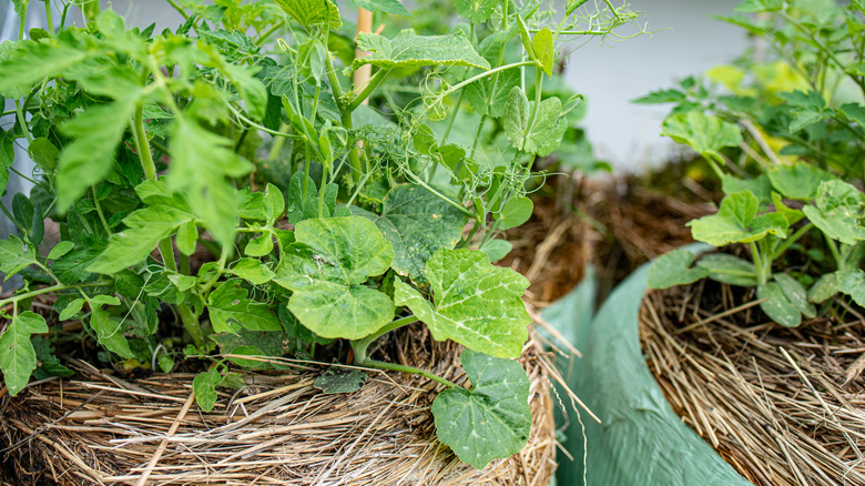 vegetables growing in straw bales